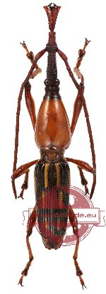 Brenthidae sp. 4