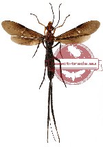 Ichneumonidae sp. 1 (SPREAD) (5 pcs)