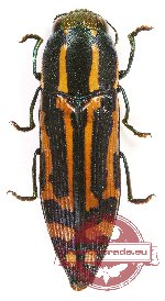 Polyctestis okhurai