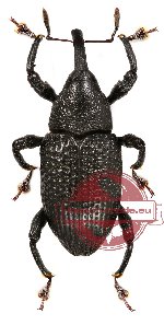 Curculionidae sp. 17 (A2)