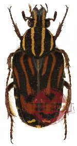 Euselates (s.str.) virgata ssp. pauliani