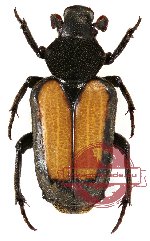 Clinterocera raui