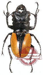 Odontolabis ludekingi