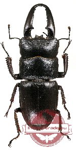 Dorcus titanus platymelus