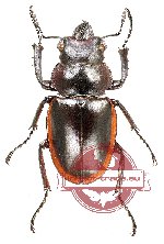 Odontolabis cuvera sinensis