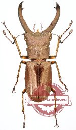 Cyclomatus sp. 3