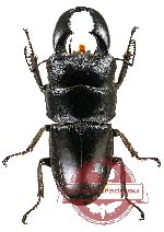 Dorcus titanus yasuokai