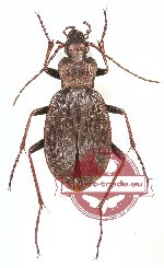 Carabus (Carpathophilus) linnei (A2)