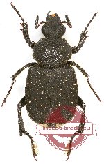 Paratrichius sp.