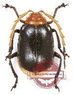 Chrysomelidae sp. 66