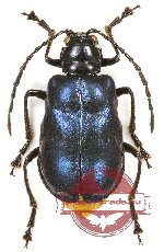 Chrysomelidae sp. 67