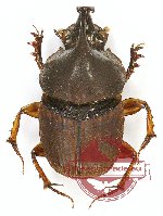 Liatongus sp. 3