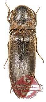 Elateridae sp. 33