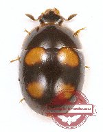 Nitidulidae sp. 7