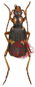 Pheropsophus sp. 2