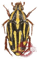 Ixorida (Mecinonota) somarissii