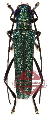 Glenea subviridescens (A2)