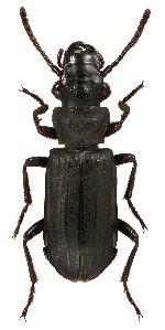 Pseudozaena sp. 2