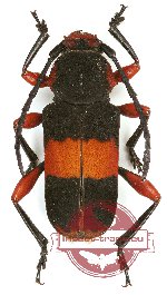 Euryphagus sp.