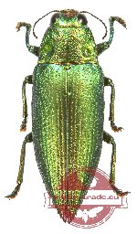 Chrysodema subrevisa ssp. GREEN FORM