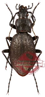 Qinlingocarabus oshimanus