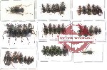 Scientific lot no. 2 Carabidae (39 pcs)