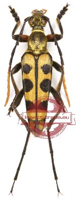 Leptura aurosericans