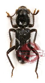 Coptoclerus sp. 1