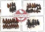 Scientific lot no. 4 Carabidae (48 pcs)