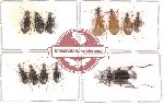 Scientific lot no. 5 Carabidae (12 pcs)