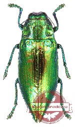 Chrysodema (Pseudochrysodema) celestina (5 pcs)