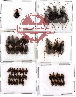 Scientific lot no. 6 Carabidae (47 pcs)