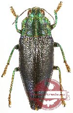 Cyphogastra (s.str.) staudingeri (A2)