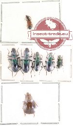 Scientific lot no. 7 Carabidae (7 pcs)