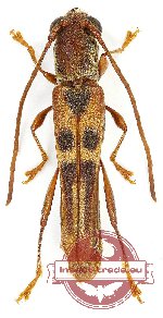 Thranius fryanus Gahan, 1906 (A2)