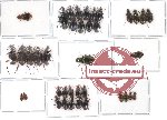 Scientific lot no. 8 Carabidae (38 pcs)