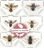 Scientific lot no. 64 Diptera (6 pcs)