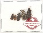 Scientific lot no. 856 Heteroptera (5 pcs)