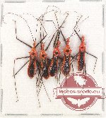 Scientific lot no. 847 Heteroptera (5 pcs)