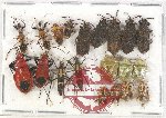 Scientific lot no. 858 Heteroptera (20 pcs)