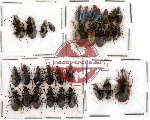 Scientific lot no. 9 Carabidae (31 pcs)