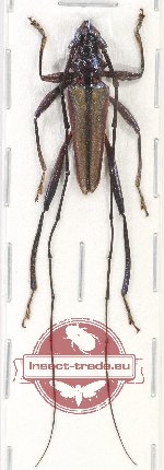 Callichromatini sp. 16