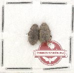 Scientific lot no. 268 Tenebrionidae (2 pcs)