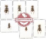 Scientific lot no. 107 Cleridae (6 pcs - 1 pc A2)