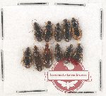 Scientific lot no. 463 Carabidae (11 pcs)