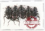 Scientific lot no. 450 Carabidae (5 pcs A2)