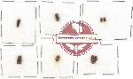 Scientific lot no. 121 Scolytidae (8 pcs)