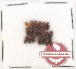 Scientific lot no. 115 Scolytidae (20 pcs)