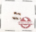 Scientific lot no. 119 Scolytidae (12 pcs)