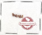 Scientific lot no. 130 Scolytidae (6 pcs)